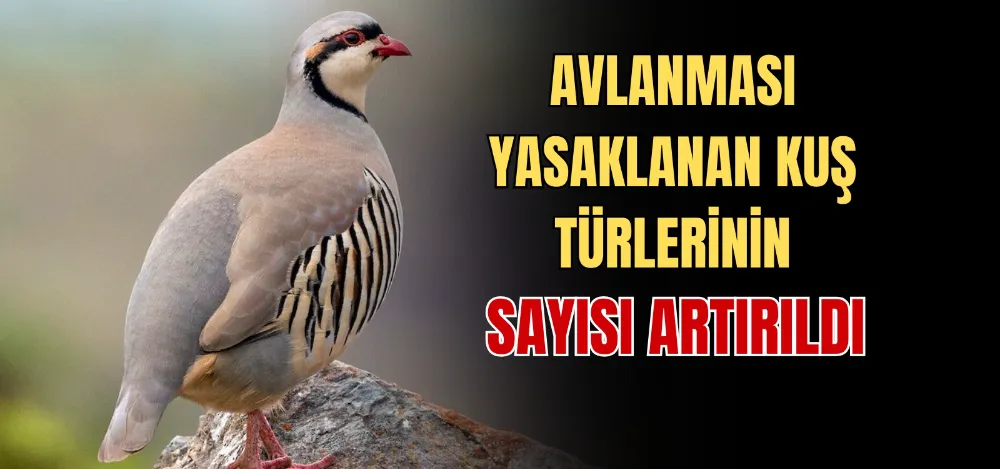 AVLANMASI YASAKLANAN KUŞ TÜRLERİNİN SAYISI ARTIRILDI