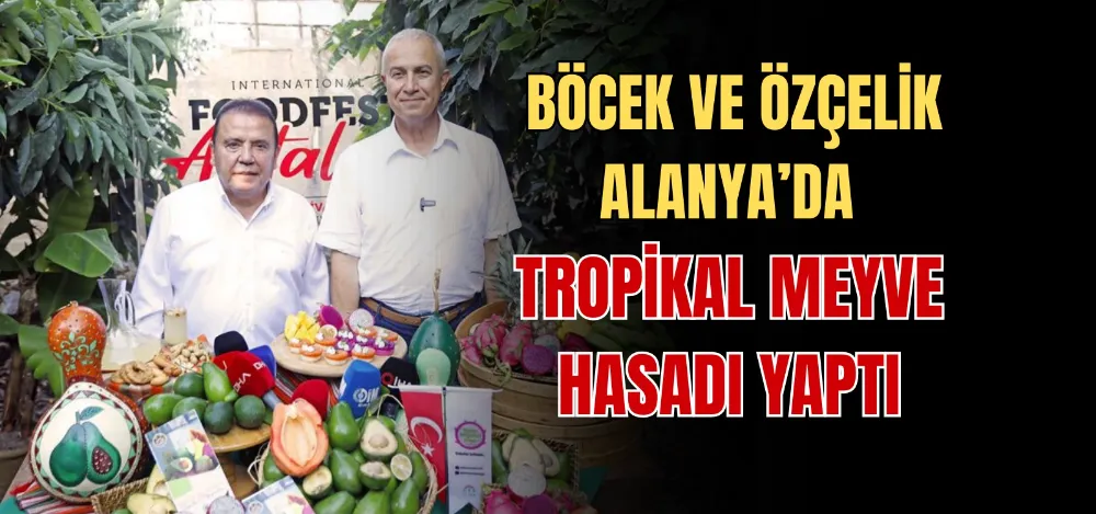 BÖCEK VE ÖZÇELİK ALANYA’DA  TROPİKAL MEYVE HASADI YAPTI