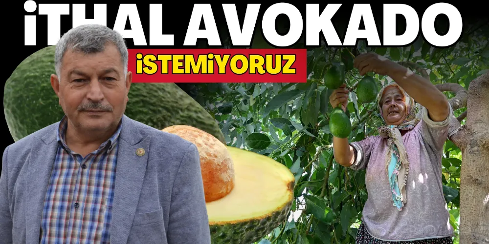 İTHAL AVOKADO İSTEMİYORUZ