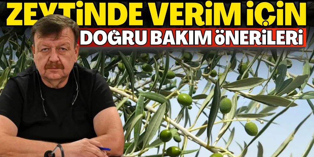 ZEYTİNDE VERİM İÇİN DOĞRU BAKIM ÖNERİLERİ