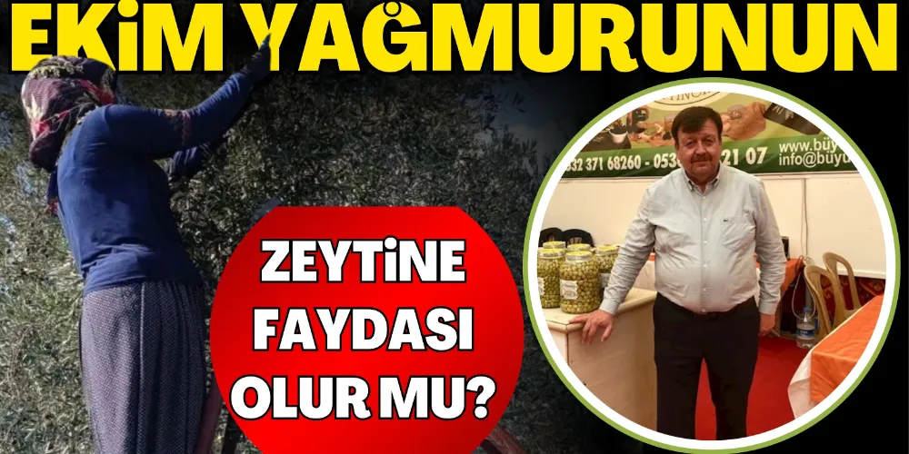 EKİM YAĞMURUNUN ZEYTİNE FAYDASI OLUR MU? 