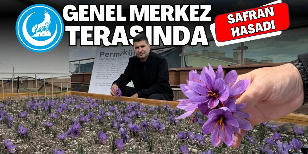 ÜLKÜ OCAKLARI GENEL MERKEZİ TERASINDA SAFRAN HASADI!