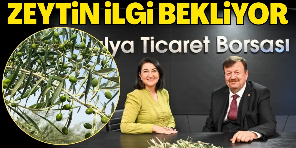 ZEYTİN İLGİ BEKLİYOR