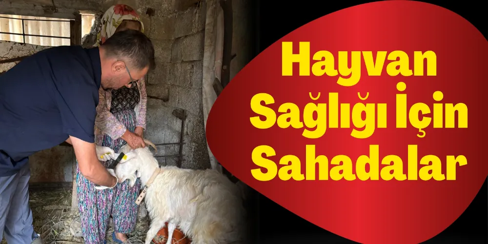 HAYVAN SAĞLIĞI İÇİN SAHADALAR