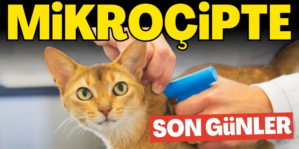 MİKROÇİP UYGULAMASINDA SON GÜNLER