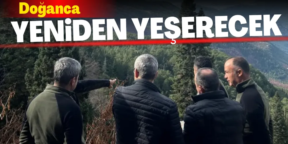 DOĞANCA YENİDEN YEŞERECEK