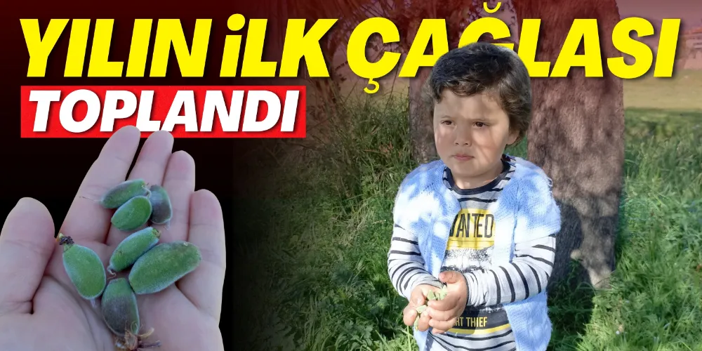 GAZİPAŞA’DA YILIN İLK ÇAĞLASI TOPLANDI