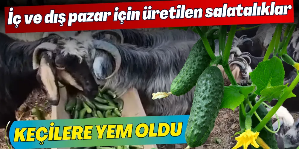 ÜRÜNLER KEÇİLERE YEM OLDU
