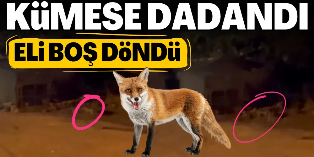 KÜMESE DADANAN TİLKİ ELİ BOŞ DÖNDÜ