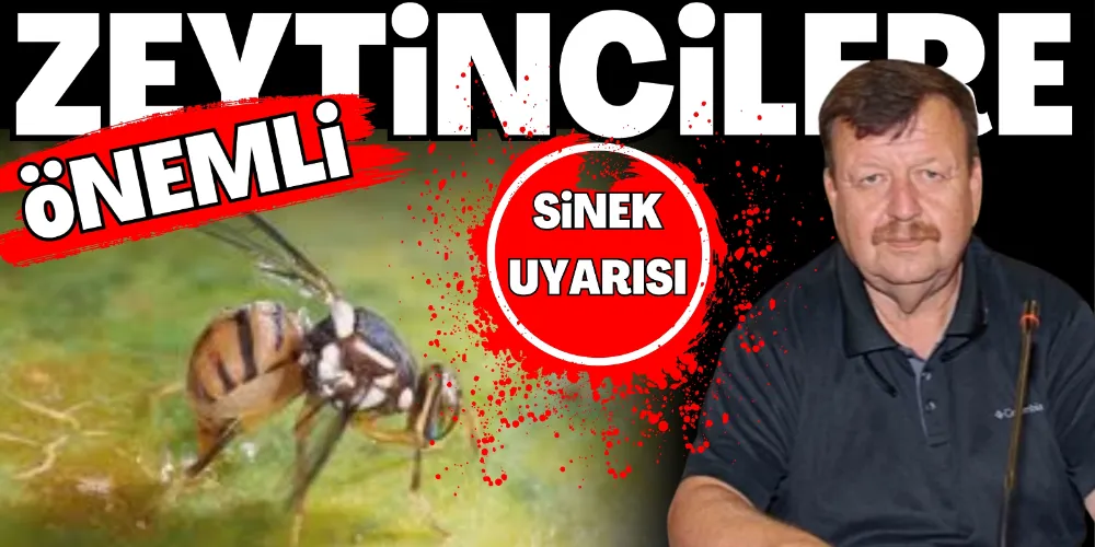 ZEYTİNCİLERE ACİL SİNEK UYARISI