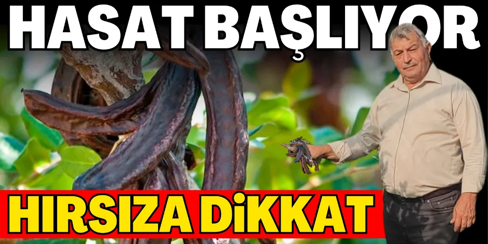 HASAT BAŞLIYOR, HIRSIZA DİKKAT!