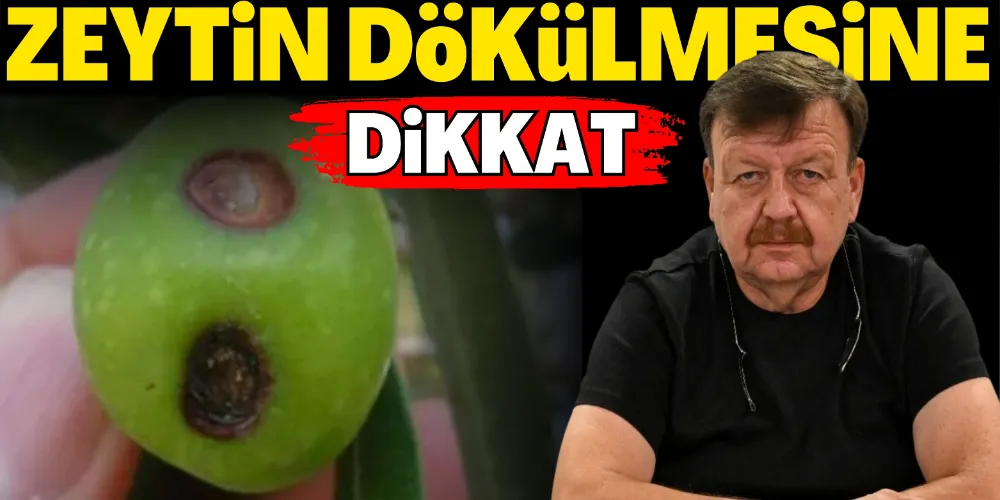 ZEYTİN DÖKÜLMESİNE DİKKAT