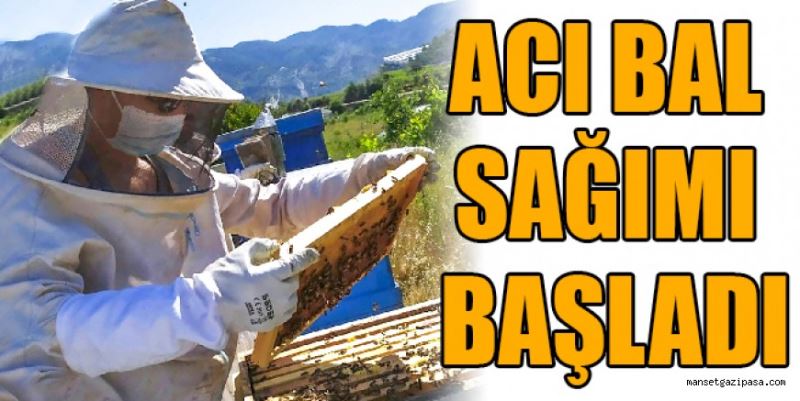 ACI BAL SAĞIMI BAŞLADI