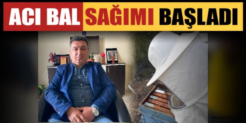 ACI BAL SAĞIMI BAŞLADI