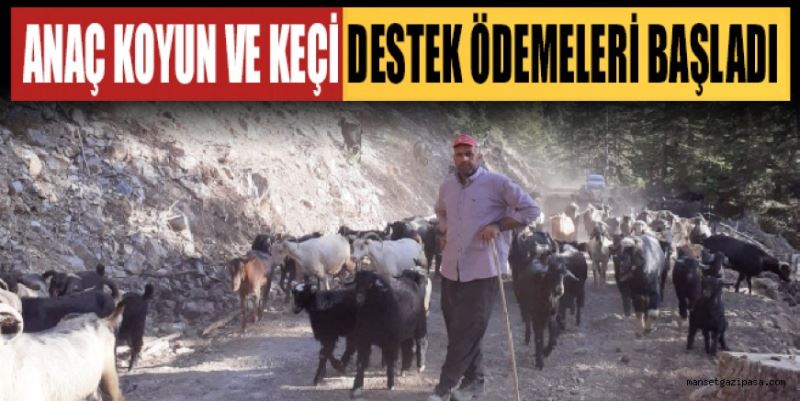 ANAÇ KOYUN VE KEÇİ DESTEK ÖDEMELERİ BAŞLADI