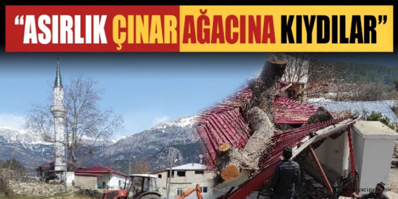 “ASIRLIK ÇINAR AĞACINA KIYDILAR”