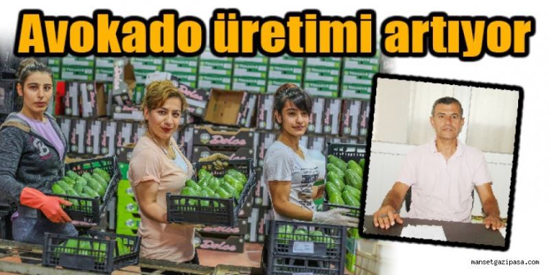 AVOKADO ÜRETİMİ ARTIYOR