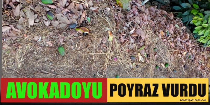 AVOKADOYU POYRAZ VURDU