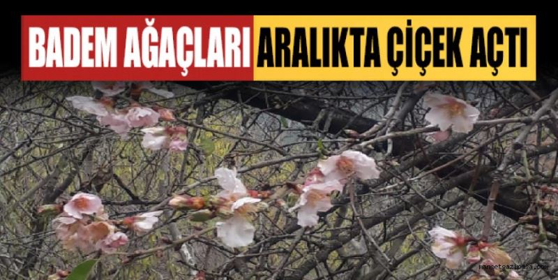 BADEM AĞAÇLARI ARALIKTA ÇİÇEK AÇTI