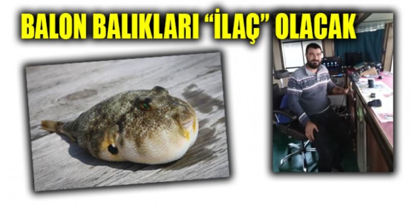 BALON BALIĞI İLAÇ OLACAK