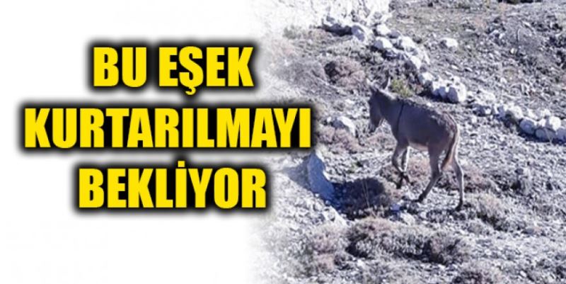 BU EŞEK KURTARILMAYI BEKLİYOR