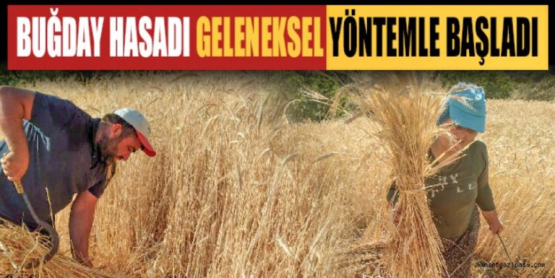 BUĞDAY HASADI GELENEKSEL YÖNTEMLE BAŞLADI