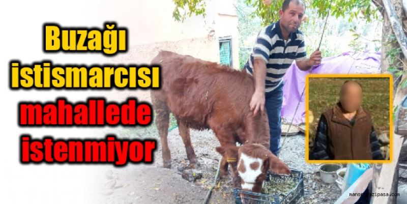 Buzağı istismarcısı mahallede istenmiyor