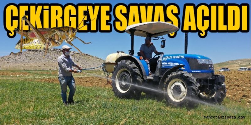 ÇEKİRGEYE SAVAŞ AÇILDI