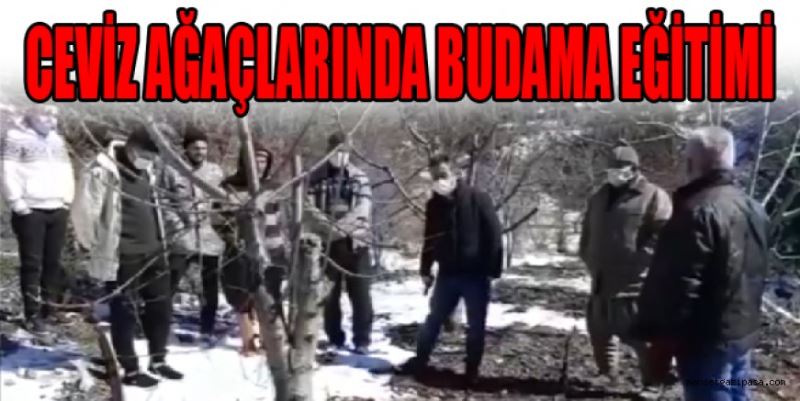 CEVİZ AĞAÇLARINDA BUDAMA EĞİTİMİ