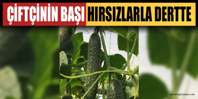 ÇİFTÇİNİN BAŞI HIRSIZLARLA DERTTE