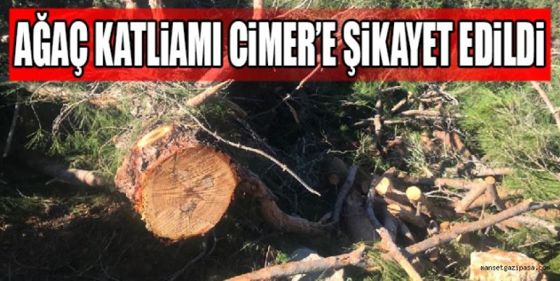 CİMER’e ağaç katliamı şikayeti