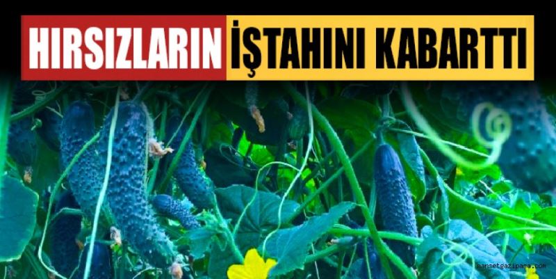 DİKENLİ HIRSIZLARIN İŞTAHINI KABARTTI