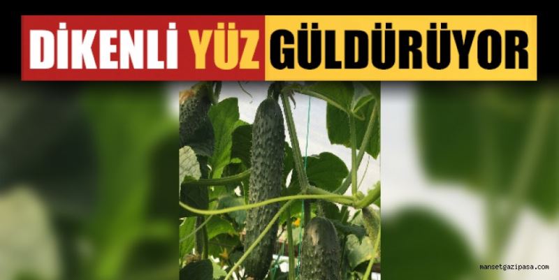 DİKENLİ SALATALIK GAZİPAŞALI ÜRETİCİLERİN YÜZÜNÜ GÜLDÜRÜYOR