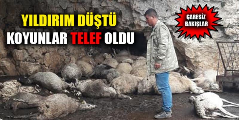 YILDIRIM DÜŞTÜ KOYUNLAR TELEF OLDU