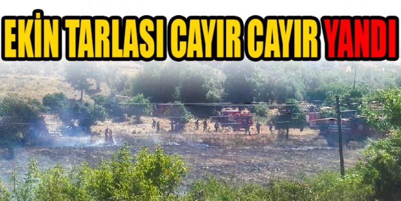 EKİN TARLASINDA YANGIN ÇIKTI