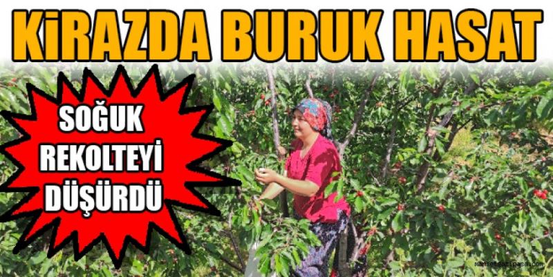 ERKENCİ KİRAZDA BURUK HASAT