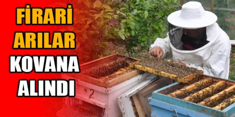 FİRARİ ARILAR KOVANA ALINDI