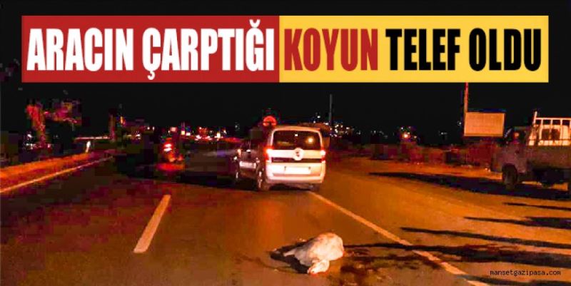 GAZİPAŞA’DA ARACIN ÇARPTIĞI KOYUN TELEF OLDU