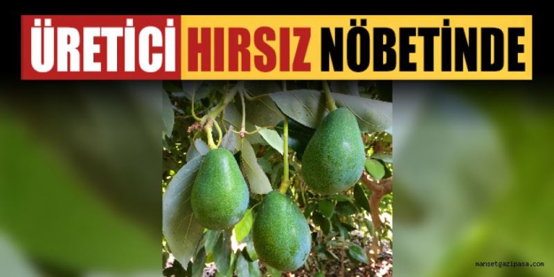 GAZİPAŞA’DA AVOKADO ÜRETİCİLERİNİN BAŞI HIRSIZLARLA DERTTE: ÜRETİCİ HIRSIZ NÖBETİNDE