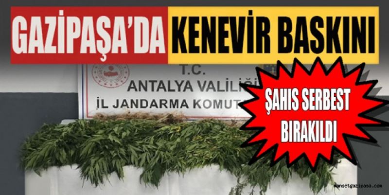 GAZİPAŞA’DA KENEVİR BASKINI