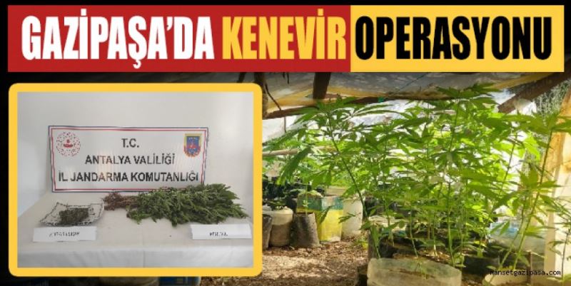 GAZİPAŞA’DA KENEVİR OPERASYONU