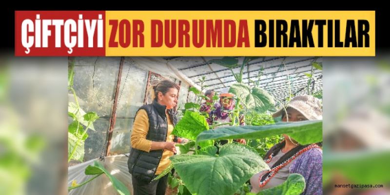 GAZİPAŞA’DA ÖRTÜ ALTI ÜRETİM YAPAN ÇİFTÇİLERİ SERADA ZİYARET EDEN CHP GAZİPAŞA KADIN KOLLARI BAŞKANI NEŞE BİLGİLİ BAKAR: ÇİFTÇİYİ ZOR DURUMDA BIRAKTILAR