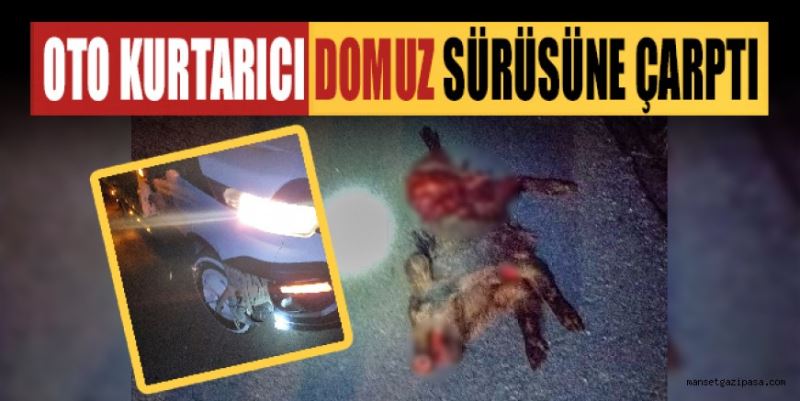 GAZİPAŞA’DA OTO KURTARICI DOMUZ SÜRÜSÜNE ÇARPTI: İKİ DOMUZ ÖLDÜ