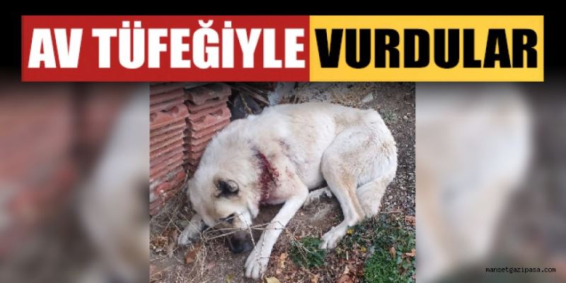 GAZİPAŞA’DA SAHİPSİZ KÖPEĞİ AV TÜFEĞİYLE VURDULAR