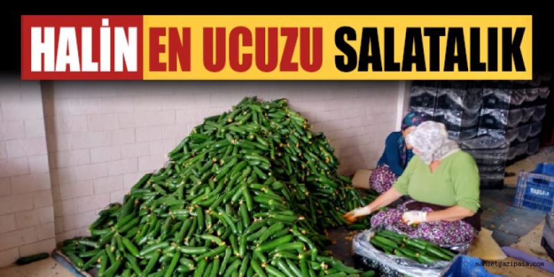 GAZİPAŞA HALİNİN EN UCUZ ÜRÜNÜ SALATALIK