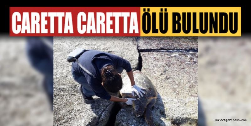 GAZİPAŞA’NIN KORU SAHİLİ’NDE KARAYA VURMUŞ ÖLÜ CARETTA CARETTA BULUNDU