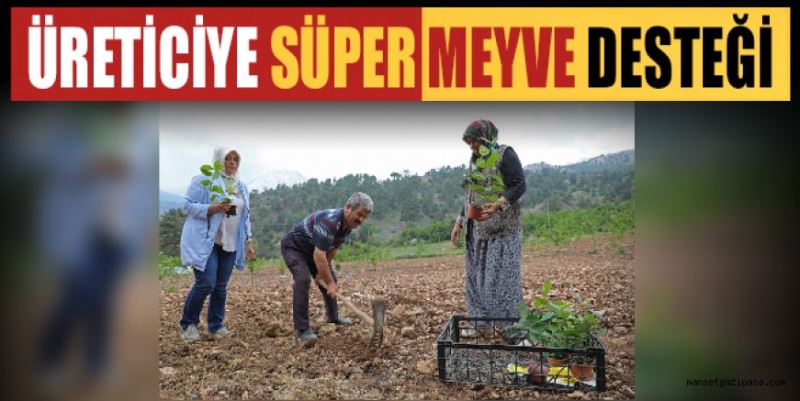 GAZİPAŞALI ÜRETİCİLERE SÜPER MEYVE DESTEĞİ VERİLDİ