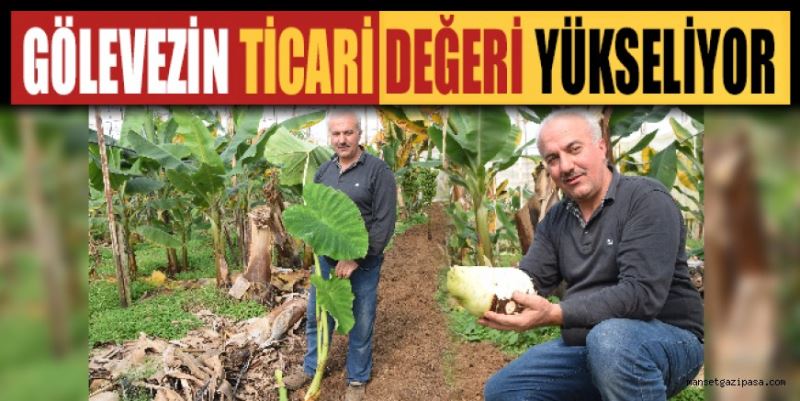 GÖLEVEZİN TİCARİ DEĞERİ YÜKSELİYOR