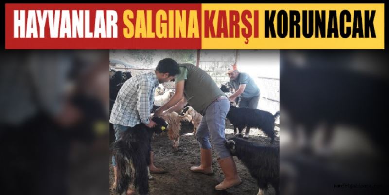 HAYVANLAR SALGINA KARŞI KORUNACAK