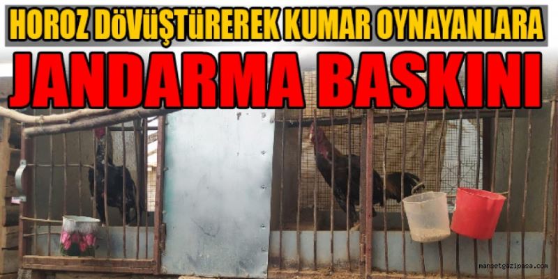 HOROZ DÖVÜŞÜNE JANDARMA BASKINI